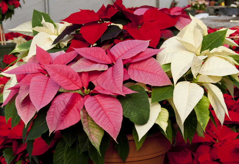 Poinsettia